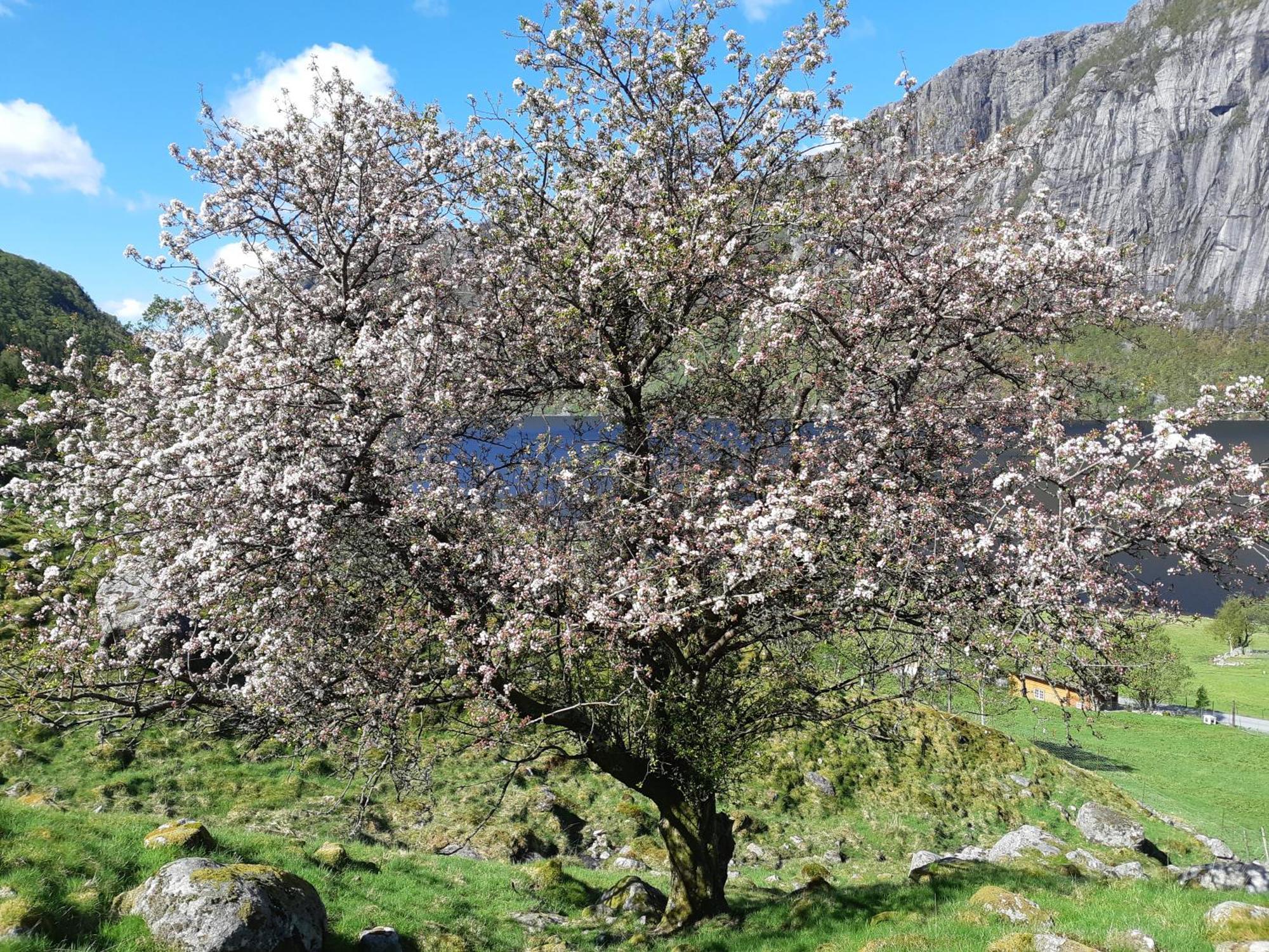 Ved Preikestolen